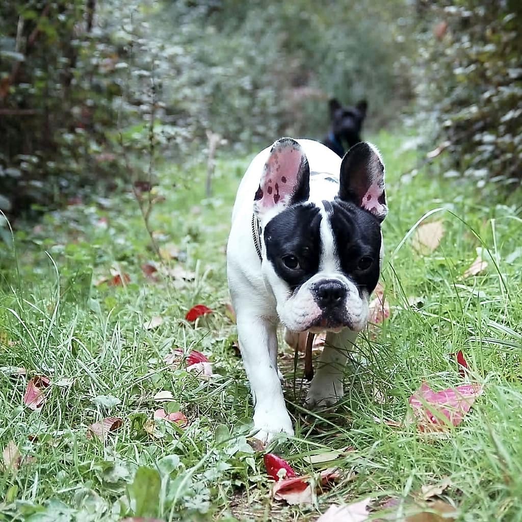 A black and white French Bulldog walking on a grassy path with fallen leaves in a forested area.