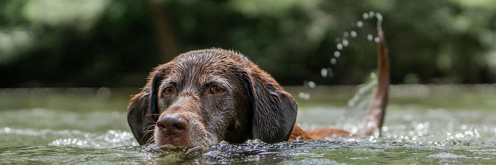 A brown dog swimming in a body of water with its head and tail above the surface, surrounded by splashes and a blurred green background.