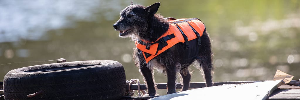 A small black dog wearing an orange life vest stands on a boat near a tire, with a body of water and greenery in the background.