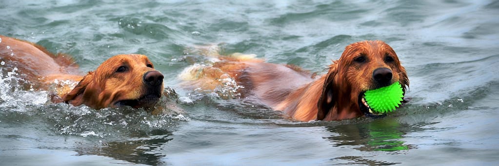 Two golden retrievers swimming in water, one holding a green toy in its mouth, with splashes around them.
