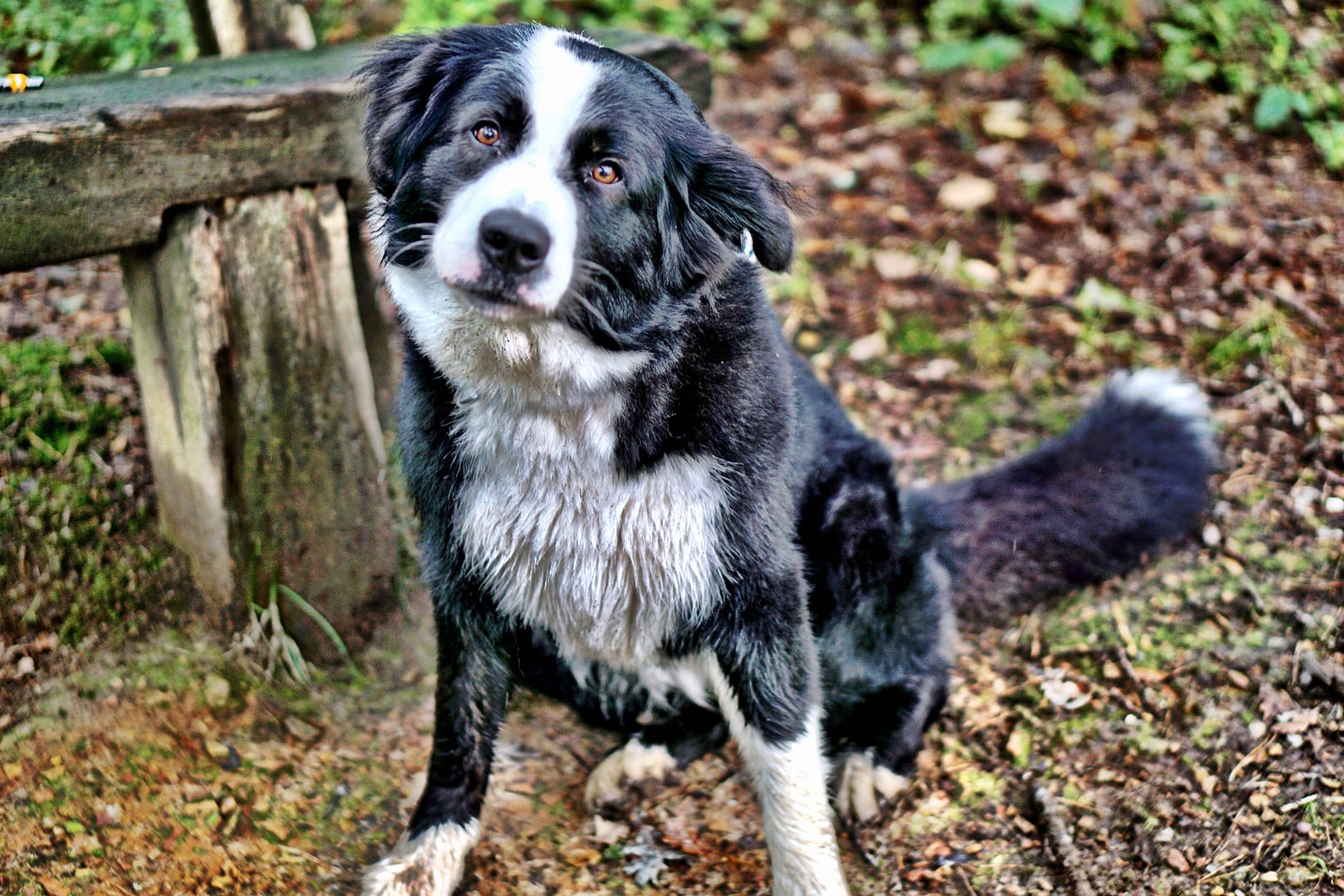 A black and white dog sitting on a forest floor with a wooden bench in the background, surrounded by green foliage and fallen leaves.