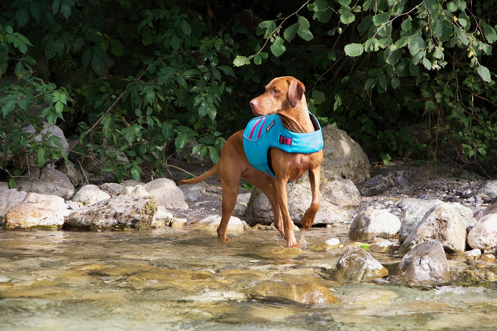 A brown dog wearing a blue life vest stands in a shallow stream surrounded by rocks and green foliage.